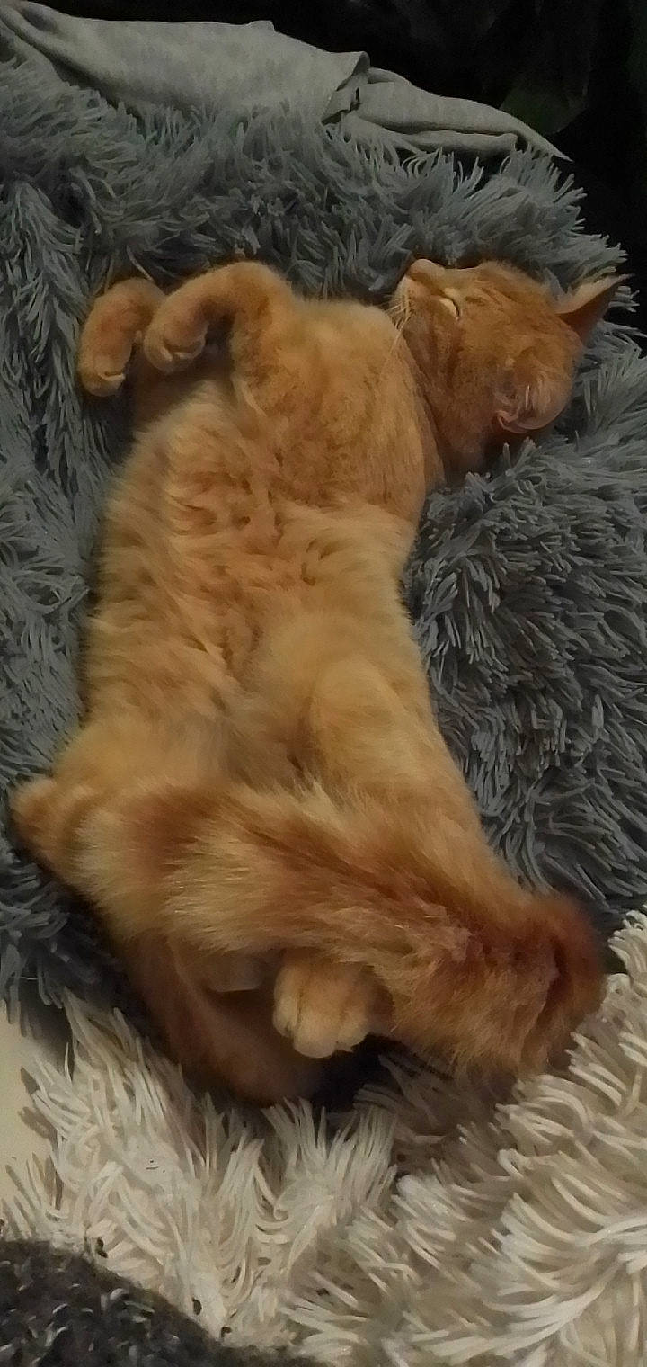 Omaley a rejoint le concours — aidez-le/la à gagner de superbes lots ! canidae, carnivore, claw, companion_dog, dog, dog_breed, fawn, felidae, fur, liver, paw, puppy, small_to_medium_sized_cats, sporting_group, tail, terrestrial_animal, whiskers, working_animal