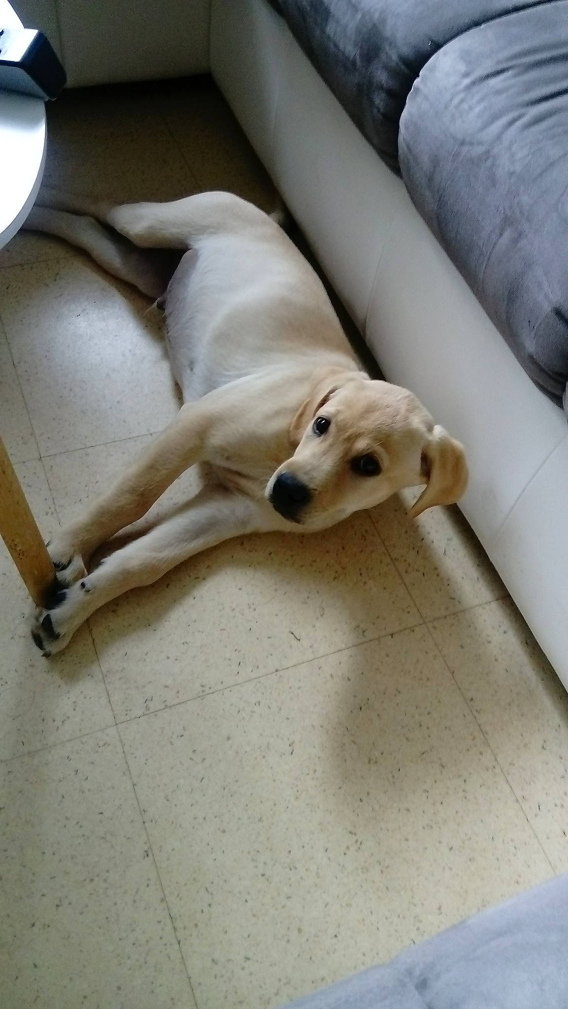 Pungo a rejoint le concours — aidez-le/la à gagner de superbes lots ! canidae, carnivore, companion_dog, dog, dog_breed, fawn, floor, labrador_retriever, mammal, retriever, snout, sporting_group, street_dog