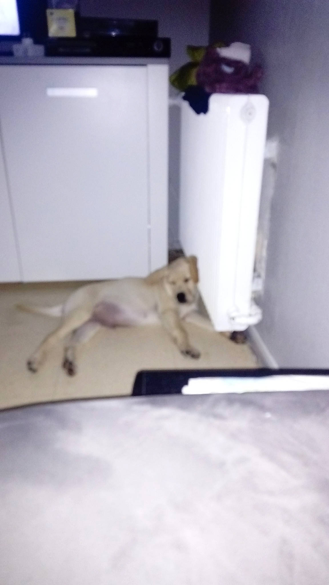 Pungo participe au concours pour gagner de l'argent avec cette photo : canidae, carnivore, cat, dog, dog_breed, fawn, floor, flooring, kitten, labrador_retriever, puppy, retriever, room, sporting_group, tail, whippet