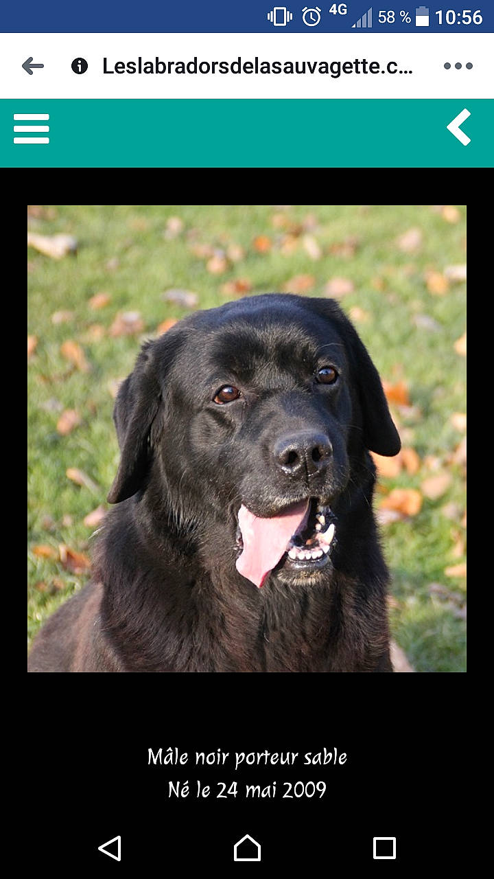 Maïko a rejoint le concours — aidez-le/la à gagner de superbes lots ! borador, canidae, carnivore, companion_dog, dog, dog_breed, flat_coated_retriever, hovawart, hunting_dog, labrador_retriever, mammal, newfoundland, photo_caption, photography, retriever, snout, sporting_group, vertebrate