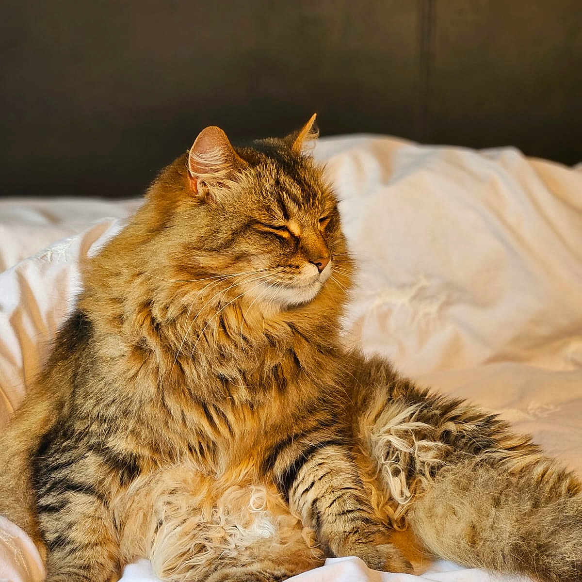 Rocky is registered to the contest to win money with this photo: abyssinian, animal, bed, bedroom, blanket, cat, couch, cushion, furniture, hardwood, homedecor, indoors, kitten, manx, person, pet, pillow, room, sleeping, wood