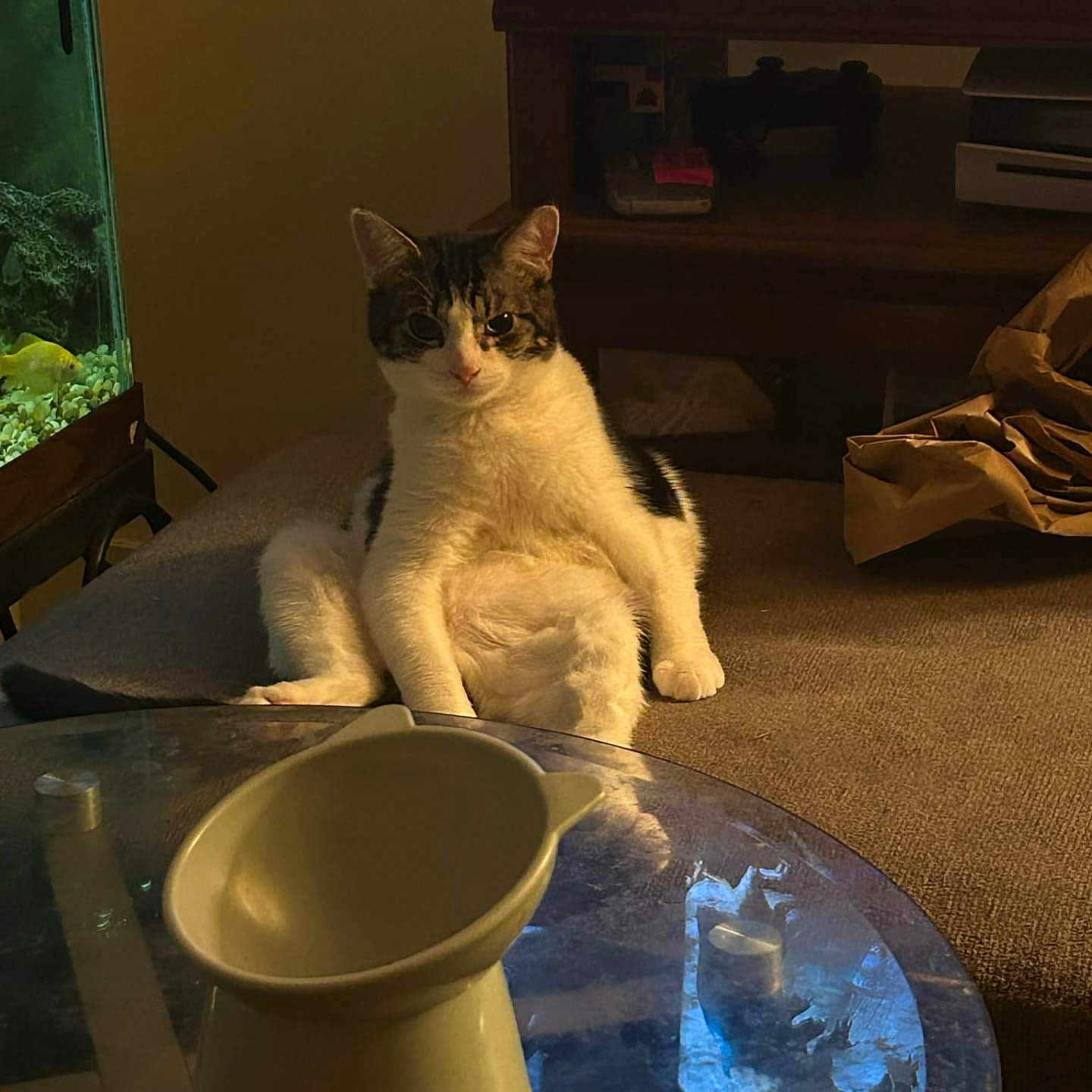 Booji Boy joined the competition — help win amazing prizes! animal, architecture, art, building, cat, coffeetable, diningroom, diningtable, furniture, indoors, kitten, livingroom, pet, plant, porcelain, pottedplant, pottery, room, table, wood