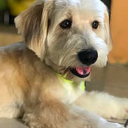 Oliver joined the competition — help win amazing prizes! animal, ball, bodypart, canine, cockerspaniel, dog, football, goldenretriever, hound, mouth, person, pet, poodle, puppy, snout, soccer, soccerball, sport, terrier, whitedog