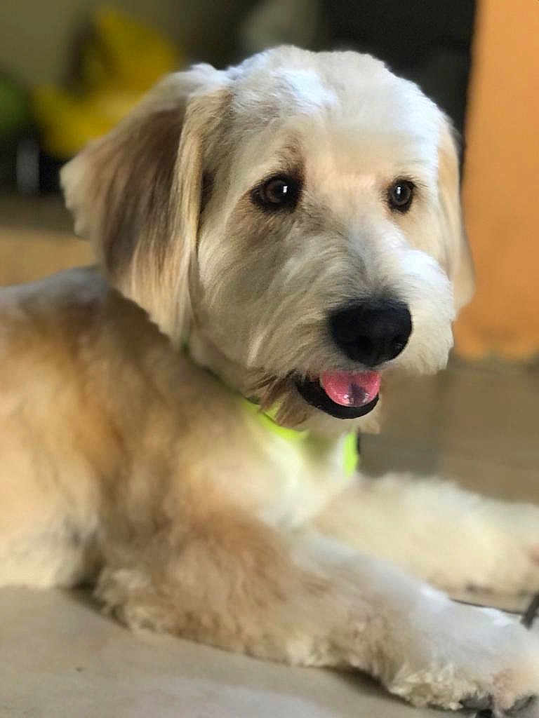 Oliver joined the competition — help win amazing prizes! animal, ball, bodypart, canine, cockerspaniel, dog, football, goldenretriever, hound, mouth, person, pet, poodle, puppy, snout, soccer, soccerball, sport, terrier, whitedog