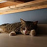 Chachou participe au concours pour gagner de l'argent avec cette photo : animal, cat, close_up, cozy, domestic_cat, ears, feline, floor, indoor, looking_at_camera, lying_down, paws, pet, quiet, relaxed, resting, sleepy, tabby, whiskers, wooden_bed
