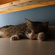 Chachou participe au concours pour gagner de l'argent avec cette photo : blue_wall, cat, domestic_animal, ears, floor, fur, home, indoor, lying_down, natural_light, nose, paw, pet, quiet, relaxed, sleepy, tabby, whiskers, wood, wooden_bed
