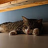 blue_wall, cat, domestic_animal, ears, floor, fur, home, indoor, lying_down, natural_light, nose, paw, pet, quiet, relaxed, sleepy, tabby, whiskers, wood, wooden_bed