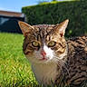 Chachou a rejoint le concours — aidez-le/la à gagner de superbes lots ! animal, background_blur, cat, close_up, daylight, eyes, feline, fur, grass, greenery, hedge, mammal, nature, outdoor, pet, pink_nose, relaxed, sunlight, tabby_cat, whiskers