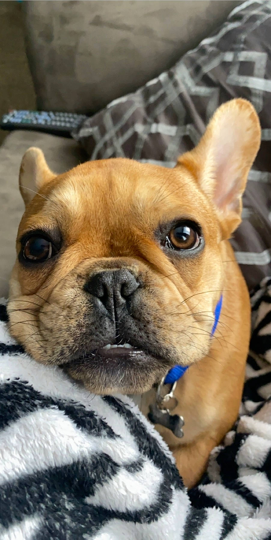 Buster joined the competition — help win amazing prizes! bulldog, canidae, carnivore, companion_dog, dog, dog_breed, eye, fawn, french_bulldog, mammal, non_sporting_group, nose, old_english_bulldog, puppy, skin, snout, toy_bulldog, vertebrate, whiskers, wrinkle