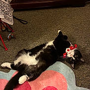 Molly is registered to the contest to win money with this photo: animal, black_and_white_cat, carpet, cat, cozy, dresser, ears, floor, flower_shaped_rug, furniture, indoor, knitted_toy, lying_down, paws, pet, playful, rug, tail, toy, whiskers