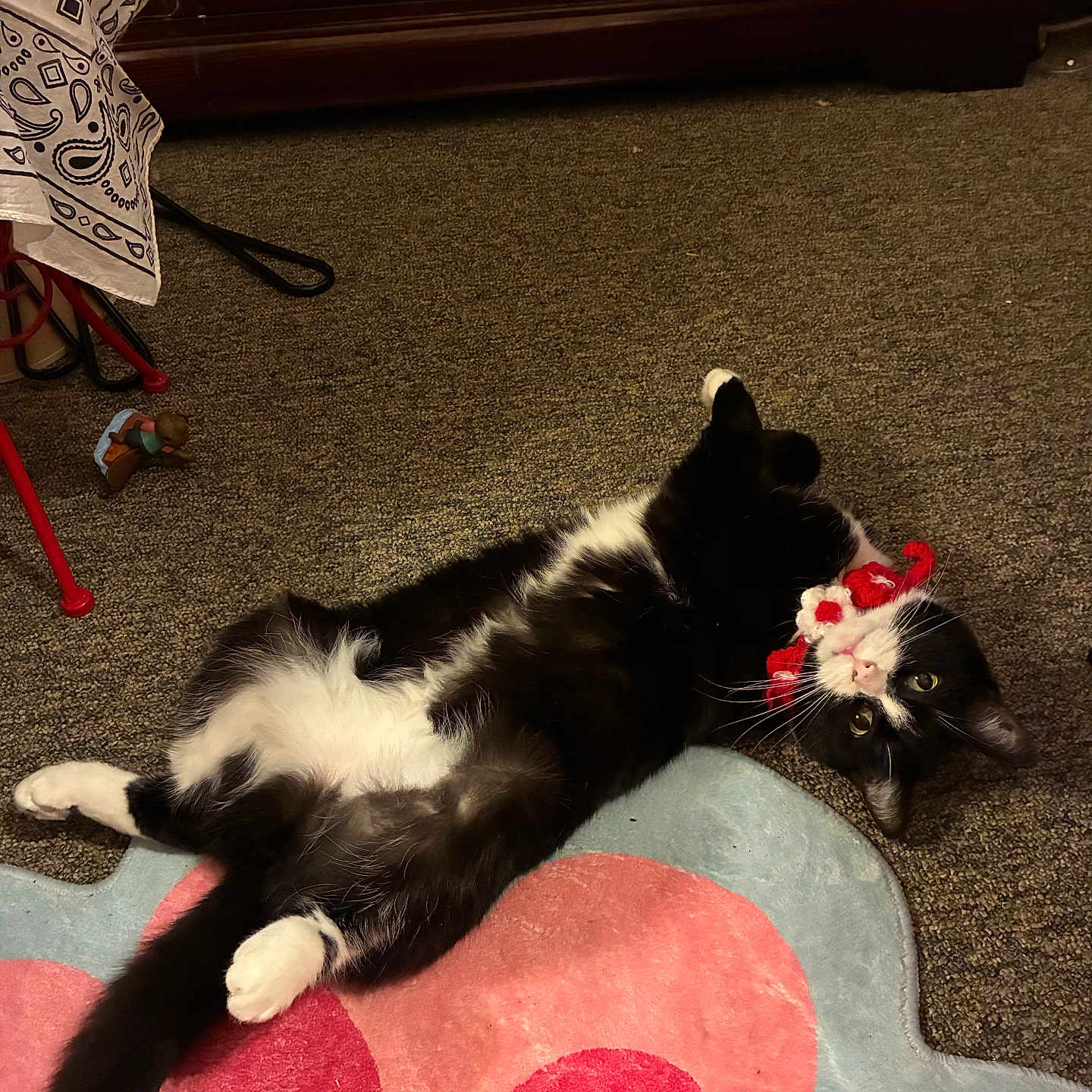 Molly is registered to the contest to win money with this photo: animal, black_and_white_cat, carpet, cat, cozy, dresser, ears, floor, flower_shaped_rug, furniture, indoor, knitted_toy, lying_down, paws, pet, playful, rug, tail, toy, whiskers