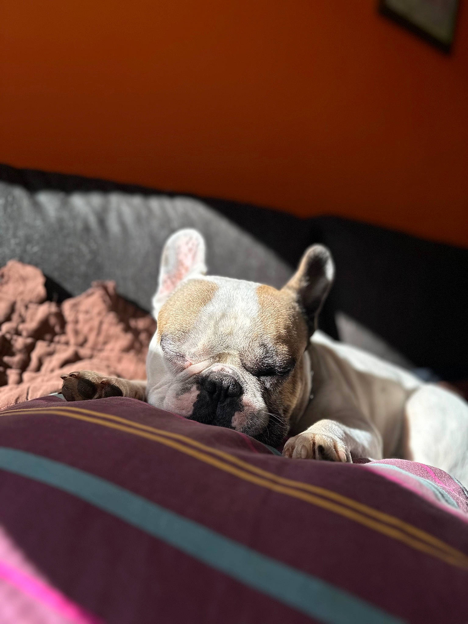 Harold a rejoint le concours — aidez-le/la à gagner de superbes lots ! bed, canidae, carnivore, claw, comfort, companion_dog, dog_breed, fawn, felidae, fur, grey, linens, macro_photography, room, sitting, snout, terrestrial_animal, whiskers, wildlife, wood