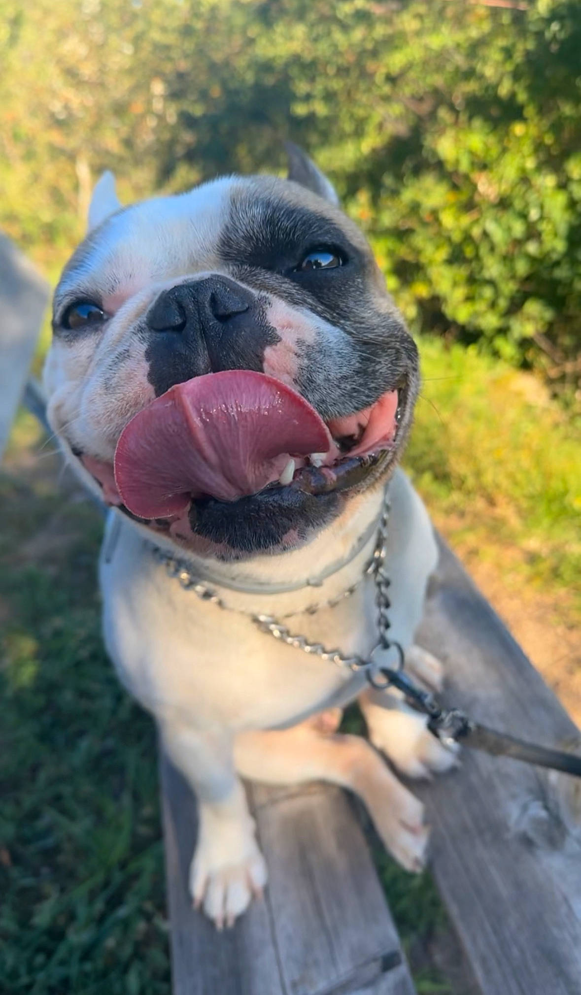 Harold participe au concours pour gagner de l'argent avec cette photo : bulldog, canidae, carnivore, collar, companion_dog, dog, dog_breed, dog_collar, fawn, french_bulldog, fur, grass, molosser, plant, snout, sporting_group, terrestrial_animal, whiskers, working_animal, wrinkle