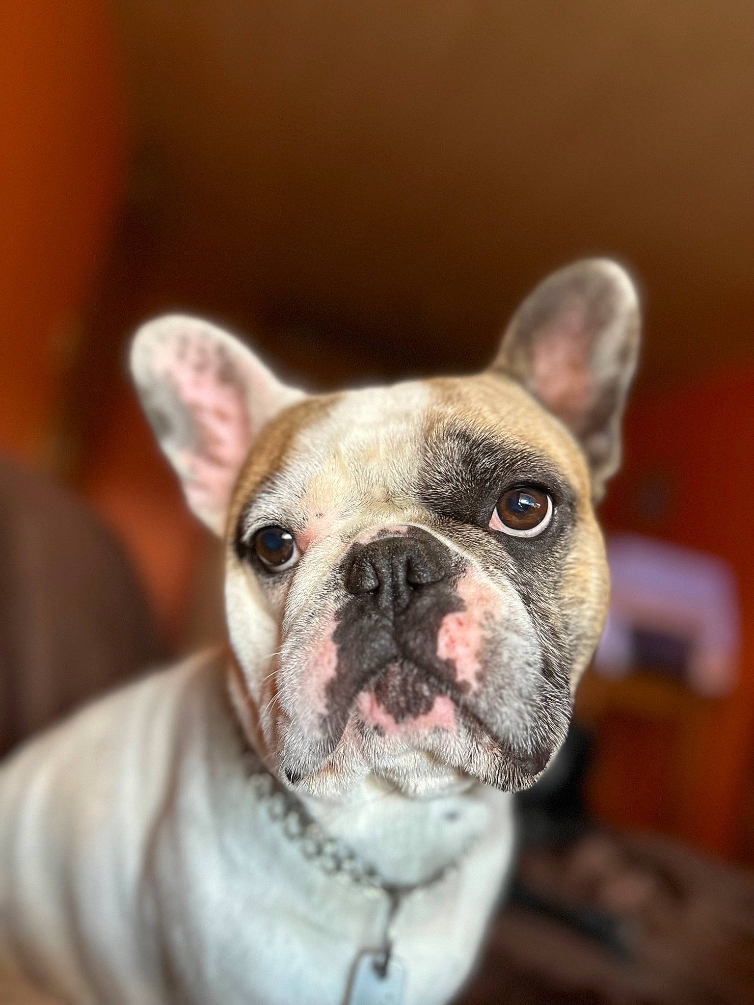 Harold participe au concours pour gagner de l'argent avec cette photo : boston_terrier, bulldog, canidae, carnivore, collar, companion_dog, curious, dog, dog_breed, ear, fawn, french_bulldog, fur, non_sporting_group, snout, terrestrial_animal, toy_dog, whiskers, working_animal, wrinkle