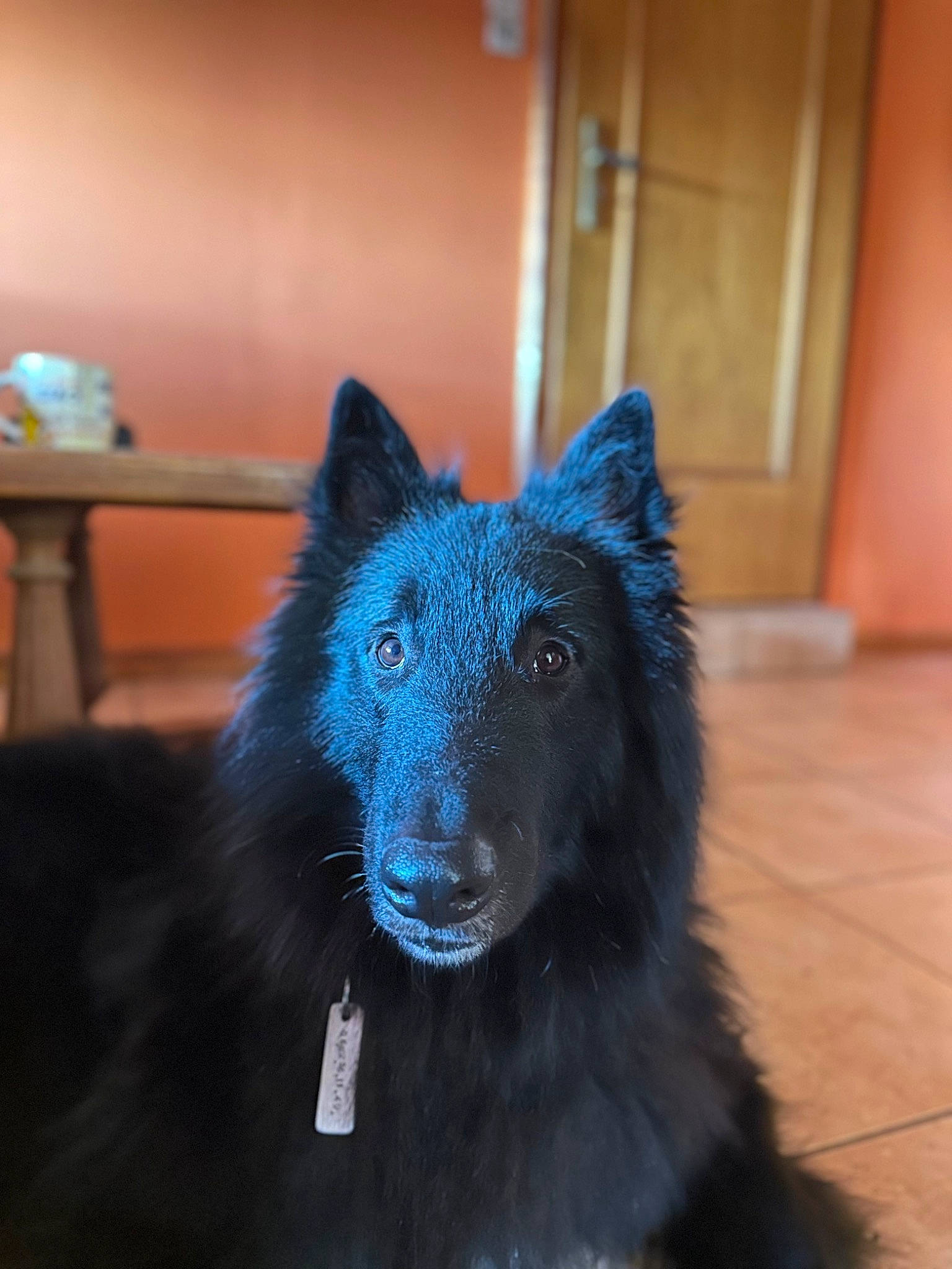 Tobrouk a rejoint le concours — aidez-le/la à gagner de superbes lots ! canidae, canis, carnivore, companion_dog, dog, dog_breed, electric_blue, flooring, fur, german_spitz_mittel, giant_dog_breed, non_sporting_group, snout, spitz, sporting_group, tail, terrestrial_animal, whiskers, working_animal, working_dog