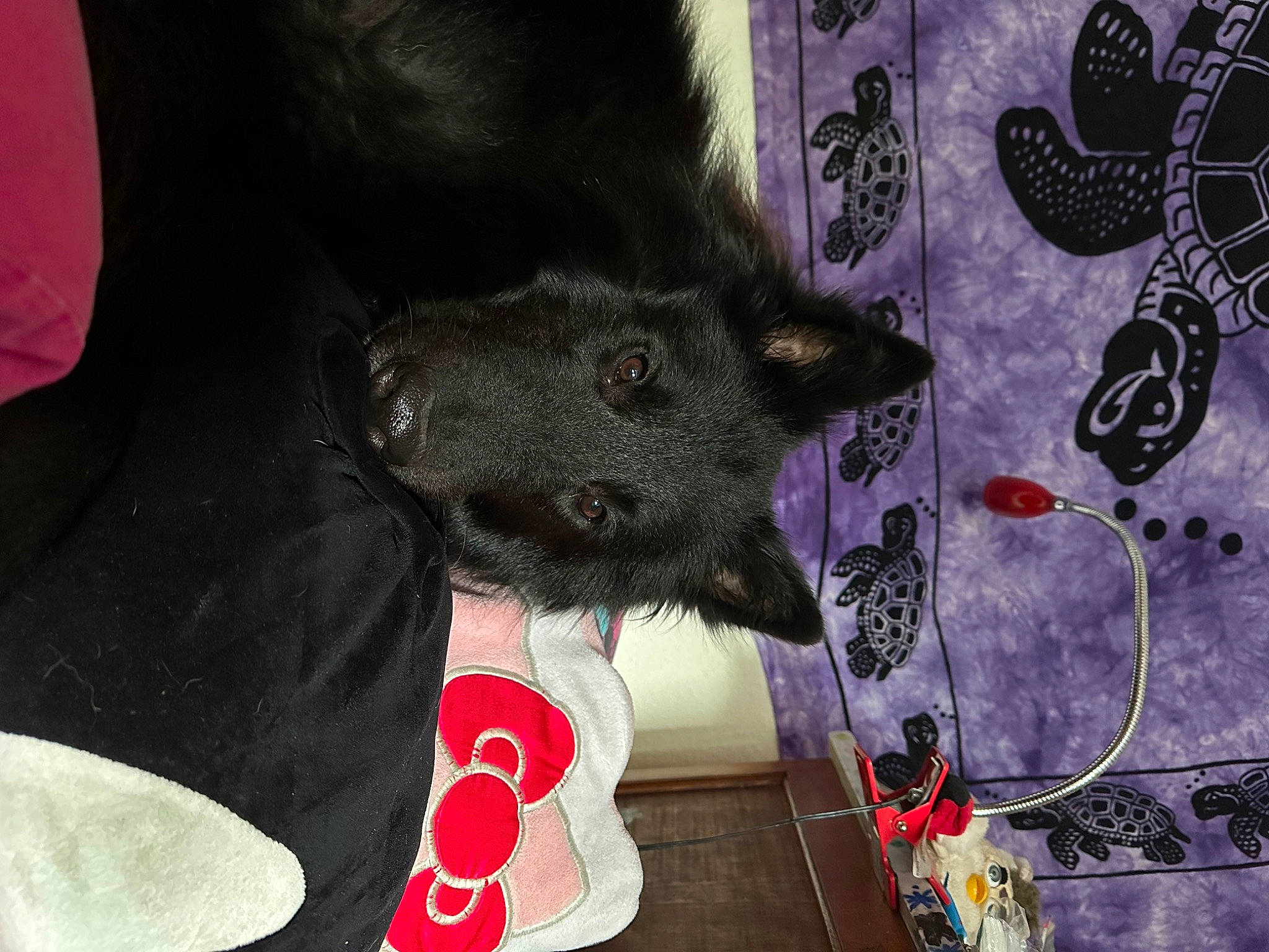 Tobrouk a rejoint le concours — aidez-le/la à gagner de superbes lots ! art, canidae, cap, carmine, companion_dog, costume_hat, dog_breed, fashion_accessory, fawn, fur, fur_clothing, hat, magenta, pink, plush, purple, small_to_medium_sized_cats, stuffed_toy, toy, working_animal