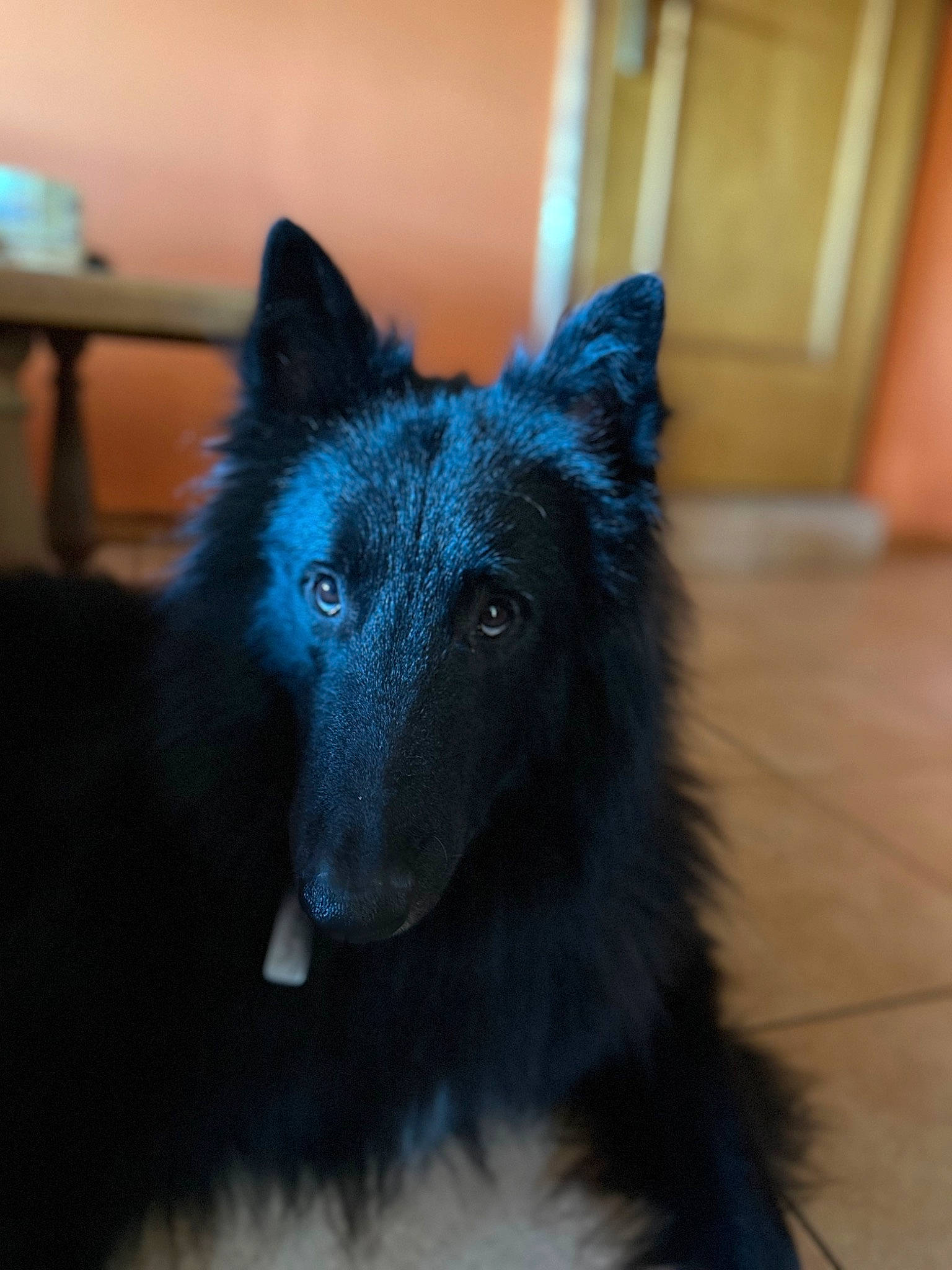 Tobrouk a rejoint le concours — aidez-le/la à gagner de superbes lots ! canidae, canis, carnivore, companion_dog, dog, dog_breed, electric_blue, eye, fur, german_spitz_mittel, herding_dog, non_sporting_group, snout, sporting_group, tail, terrestrial_animal, whiskers, working_animal, working_dog