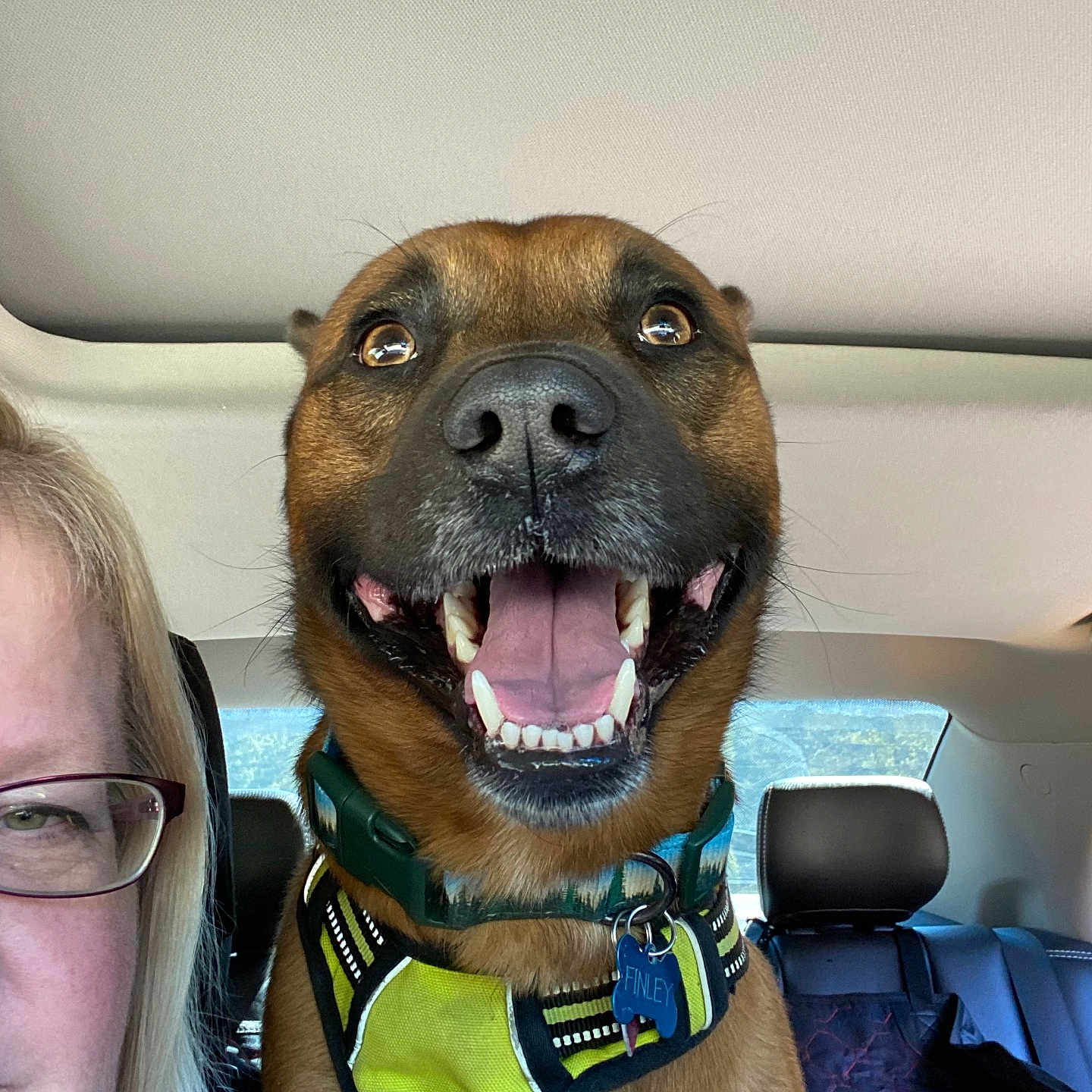 Finely joined the competition — help win amazing prizes! brown_fur, canine, car_interior, closeup, collar, dog, glasses, happy, harness, person, pet, seat, seatbelt, smiling, sunlight, tag, teeth, tongue, vehicle, window