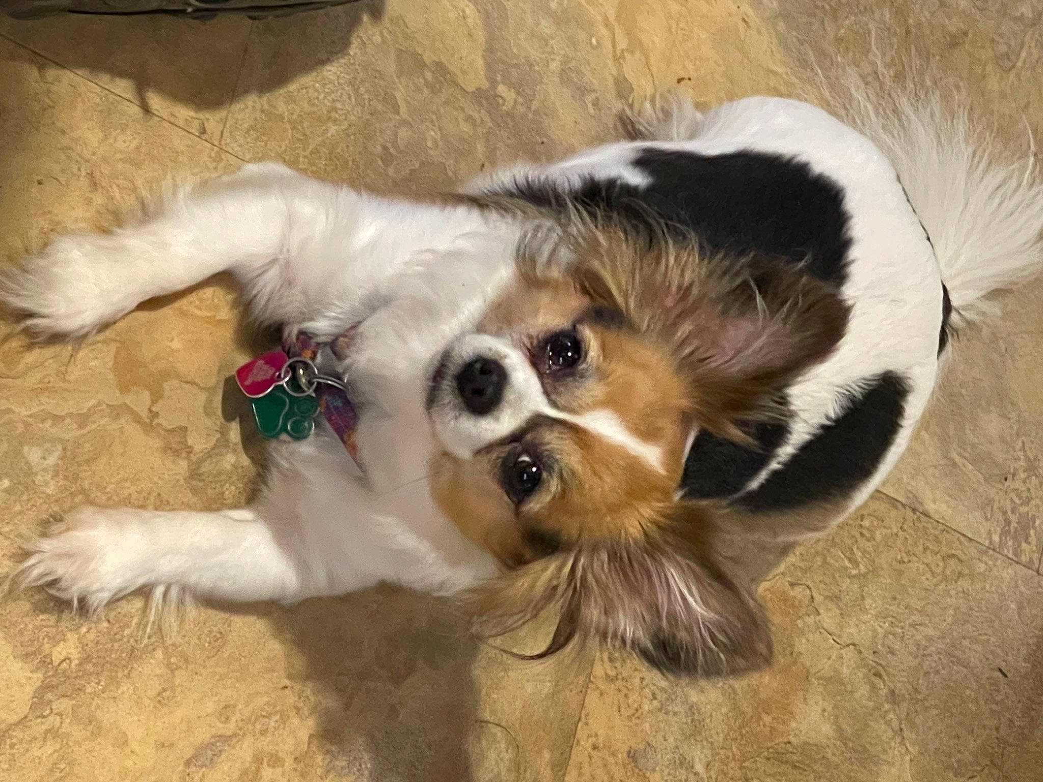 Opal joined the competition — help win amazing prizes! canidae, carnivore, companion_dog, corgi_chihuahua, dog, dog_breed, dog_supply, fawn, flooring, fur, paw, snout, sporting_group, tail, terrestrial_animal, tibetan_spaniel, toy_dog, whiskers, working_animal