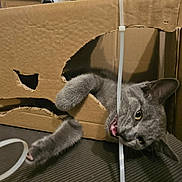 Atom is registered to the contest to win money with this photo: cat, gray_cat, cardboard_box, playful, paw, bite, plastic_strip, indoor, pet, animal, curious, feline, cute, whiskers, claws, floor, funny, closeup, domestic_cat, mischievous