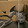 cat, gray_cat, cardboard_box, playful, paw, bite, plastic_strip, indoor, pet, animal, curious, feline, cute, whiskers, claws, floor, funny, closeup, domestic_cat, mischievous