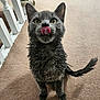 Atom joined the competition — help win amazing prizes! cat, wet, tongue_out, gray_cat, carpet, indoor, pet, animal, cute, fur, whiskers, ears, tail, mischievous, looking_up, railing, floor, domestic, feline, playful