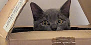 Atom is registered to the contest to win money with this photo: cat, cardboard_box, peeking, gray_cat, curious, ears, wide_eyes, indoor, pet, animal, tape, wall, playful, hiding, box_flaps, close_up, feline, cute, domestic_cat, whiskers