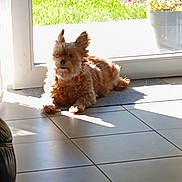 Choopie participe au concours pour gagner de l'argent avec cette photo : dog, small_dog, indoor, sunlight, tile_floor, glass_door, green_grass, flower_pot, flowers, pet, relaxing, shadow, sunny, cozy, home_interior, brown_dog, fur, laying_down, cute, domestic_animal