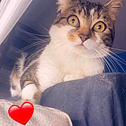 Symba a rejoint le concours — aidez-le/la à gagner de superbes lots ! cat, indoor, pet, curious, wide_eyes, whiskers, fur, tabby, white_fur, close_up, perched, soft_light, cozy, couch, fabric, heart_emoji, domestic_animal, feline, alert, cute