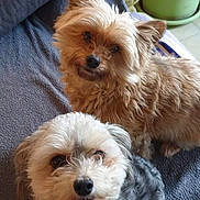 Choupie participe au concours pour gagner de l'argent avec cette photo : animal, brown_fur, companion, couch, cozy, curly_fur, cute, dog, fluffy, friendly, gray_fur, home, indoor, looking_up, pet, pillow, plant, relaxed, two_dogs, white_fur