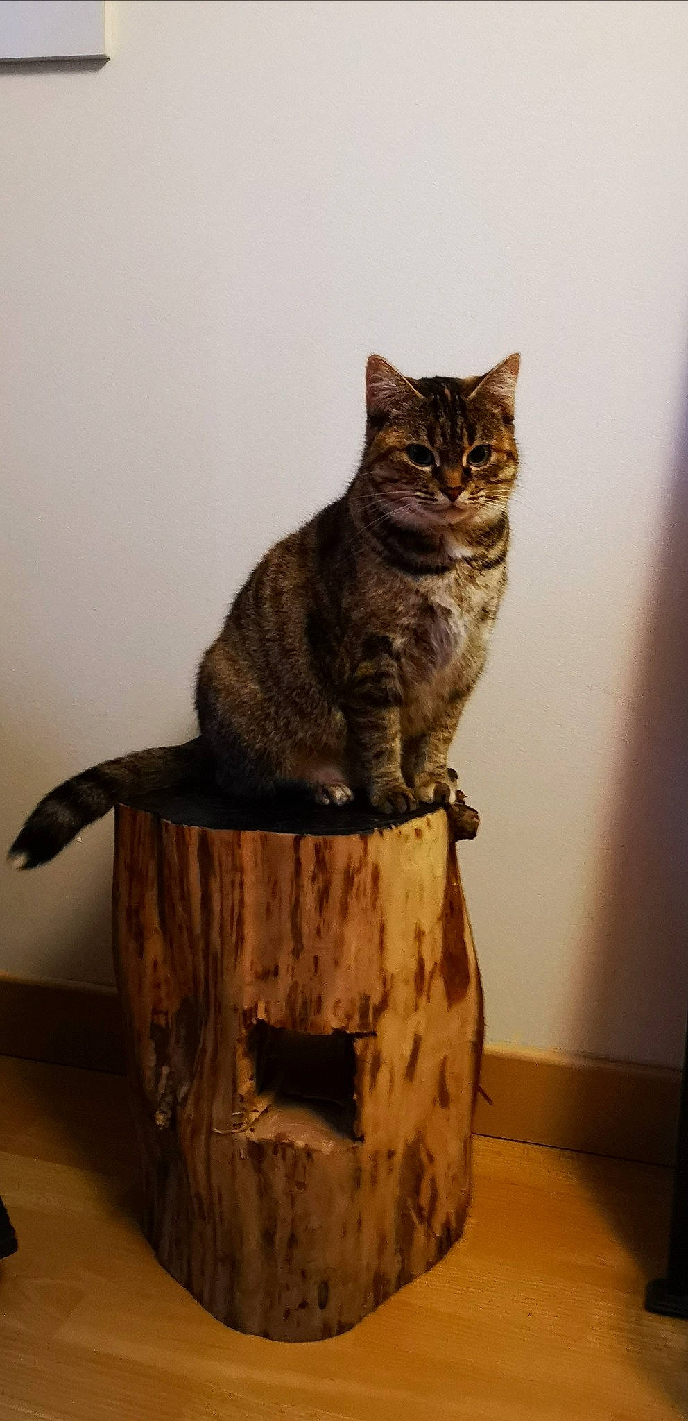 Minette participe au concours pour gagner de l'argent avec cette photo : american_shorthair, asian, bengal, california_spangled, carnivore, cat, domestic_short_haired_cat, dragon_li, european_shorthair, felidae, german_rex, ocicat, small_to_medium_sized_cats, sokoke, tabby_cat, tail, whiskers, wood