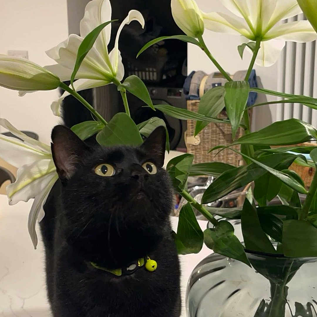 Jasper joined the competition — help win amazing prizes! black_cat, cat, close_up, collar, curious, domestic_animal, feline, flower, green_leaves, home_interior, houseplant, indoor, kitchen_counter, pet, plant, still_life, table, vase, white_lily, yellow_eyes