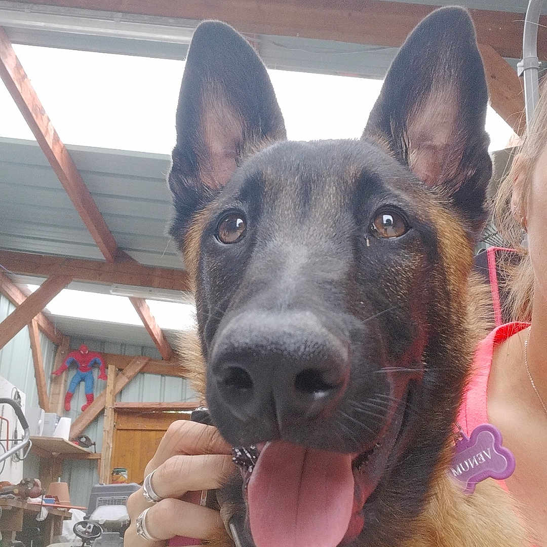 Venum a rejoint le concours — aidez-le/la à gagner de superbes lots ! accessories, animal, architecture, building, canine, child, dog, female, germanshepherd, girl, hound, jewelry, machine, necklace, outdoors, person, pet, policedog, strap, wheel