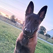 Venum participe au concours pour gagner de l'argent avec cette photo : animal, canine, dog, field, germanshepherd, grass, grassland, lawn, nature, outdoors, pet, plant, policedog, puppy, sky, snout, tree, whitedog, yard