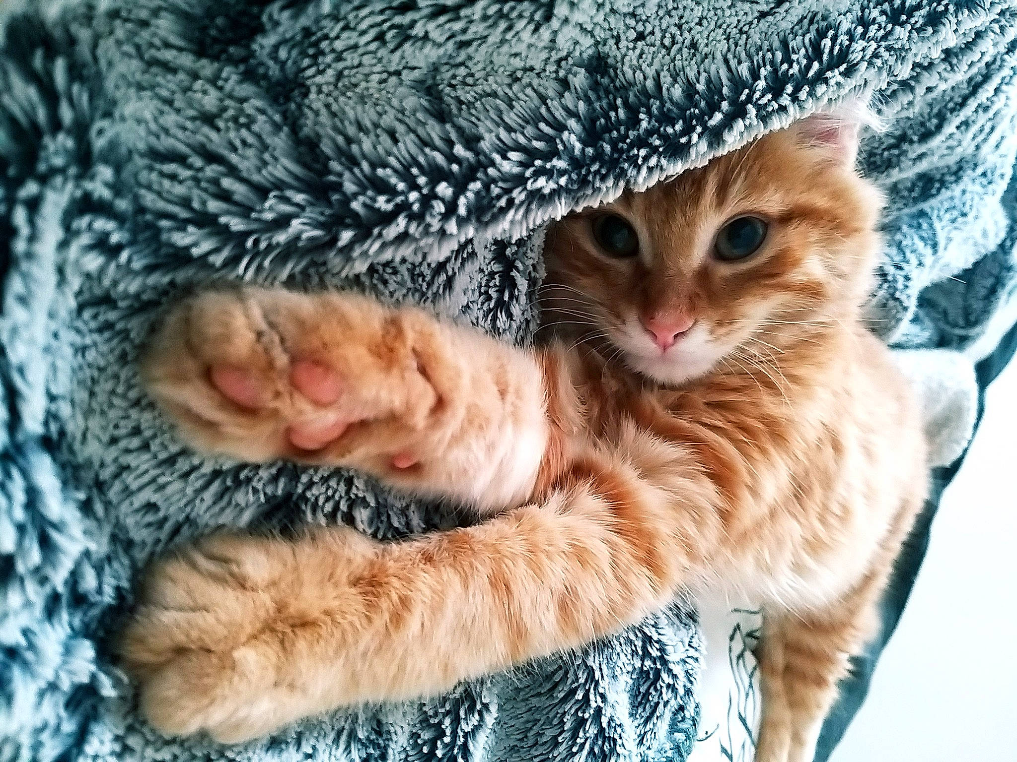 Rooky participe au concours pour gagner de l'argent avec cette photo : carnivore, cat, claw, comfort, domestic_short_haired_cat, fawn, felidae, fur, mammal, nap, paw, plant, small_to_medium_sized_cats, snout, tail, terrestrial_animal, tree, vertebrate, whiskers, wildlife