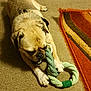 animal, carpet, chewing, cute, dog, floor, fur, home, indoor, mammal, mouth, paw, pet, pet_toy, playful, pug, relaxed, rope_toy, small_dog, toy