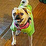 Bella Bonner is registered to the contest to win money with this photo: dog, pug, pet, indoor, smiling, green_shirt, wood_floor, collar, cute, small_dog, animal, friendly, happy, household, canine, companion, domestic, tail, standing, looking_up