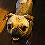animal, brown, canine, collar, companion, cute, dog, domestic, face, friendly, fur, happy, indoor, looking_up, pet, playful, pug, small_dog, tail, wooden_floor