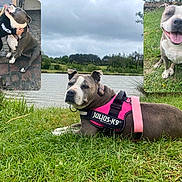 Mandy a rejoint le concours — aidez-le/la à gagner de superbes lots ! dog, pitbull, grass, lake, cloudy_sky, harness, pink, child, hug, brick_patio, smiling_dog, outdoor, pet, canine, nature, happy, tongue_out, greenery, water, companion