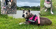 Mandy a rejoint le concours — aidez-le/la à gagner de superbes lots ! brick_patio, canine, child, cloudy_sky, companion, dog, grass, greenery, happy, harness, hug, lake, nature, outdoor, pet, pink, pitbull, smiling_dog, tongue_out, water