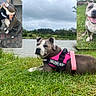 dog, pitbull, grass, lake, cloudy_sky, harness, pink, child, hug, brick_patio, smiling_dog, outdoor, pet, canine, nature, happy, tongue_out, greenery, water, companion
