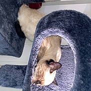 Stella a rejoint le concours — aidez-le/la à gagner de superbes lots ! carnivore, cat, cat_bed, cat_furniture, cat_supply, claw, comfort, dog_breed, domestic_short_haired_cat, fawn, felidae, fur, grey, linens, paw, pet_supply, small_to_medium_sized_cats, tail, terrestrial_animal, whiskers