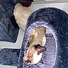 Stella a rejoint le concours — aidez-le/la à gagner de superbes lots ! carnivore, cat, cat_bed, cat_furniture, cat_supply, claw, comfort, dog_breed, domestic_short_haired_cat, fawn, felidae, fur, grey, linens, paw, pet_supply, small_to_medium_sized_cats, tail, terrestrial_animal, whiskers