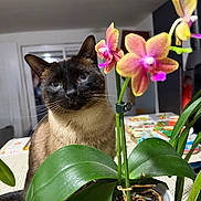 Stella a rejoint le concours — aidez-le/la à gagner de superbes lots ! cat, closeup, curious, domestic_animal, feline, flower, green, home, houseplant, indoor, leaf, orchid, pet, pink, plant, pot, siamese_cat, table, whiskers, yellow