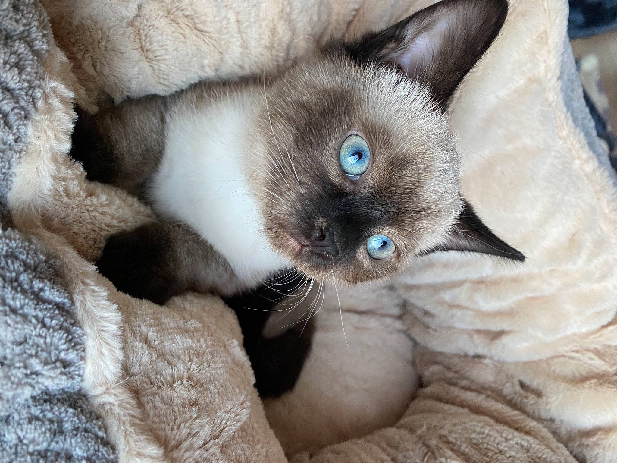 Stella a rejoint le concours — aidez-le/la à gagner de superbes lots ! balinese, birman, carnivore, cat, close_up, comfort, domestic_short_haired_cat, ear, eye, fawn, felidae, fur, head, leg, siamese, small_to_medium_sized_cats, snout, terrestrial_animal, thai, whiskers