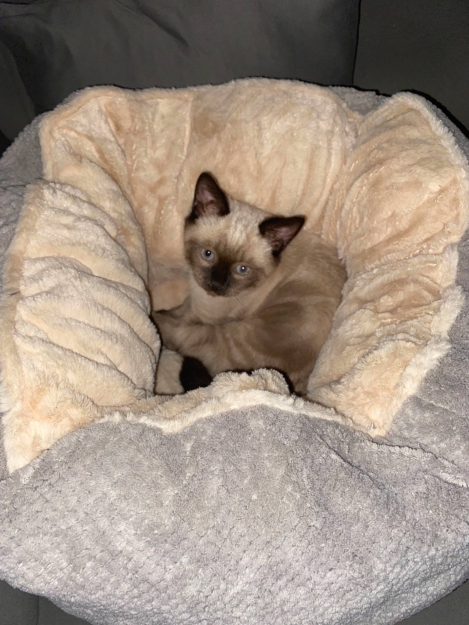Stella a rejoint le concours — aidez-le/la à gagner de superbes lots ! balinese, birman, carnivore, cat, cat_supply, chair, comfort, domestic_short_haired_cat, eye, fawn, felidae, fur, mammal, nap, siamese, small_to_medium_sized_cats, snout, tail, terrestrial_animal, whiskers