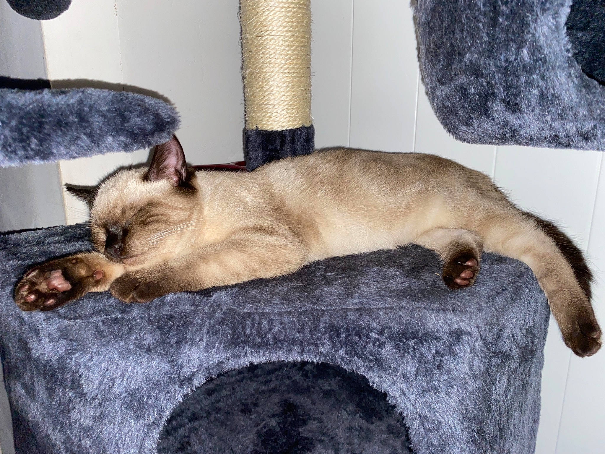 Stella participe au concours pour gagner de l'argent avec cette photo : balinese, carnivore, cat, cat_supply, claw, comfort, companion_dog, dog_breed, domestic_short_haired_cat, fawn, felidae, fur, nap, pet_supply, room, siamese, small_to_medium_sized_cats, tail, thai, whiskers