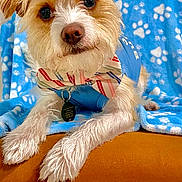 Tony Choppa joined the competition — help win amazing prizes! adorable, animal, blanket, blue_shirt, bow_tie, brown_nose, canine, close_up, cute, dog, fluffy, friendly, fur, indoor, looking_at_camera, paw_prints, pet, portrait, relaxed, whiskers