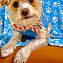 adorable, animal, blanket, blue_shirt, bow_tie, brown_nose, canine, close_up, cute, dog, fluffy, friendly, fur, indoor, looking_at_camera, paw_prints, pet, portrait, relaxed, whiskers