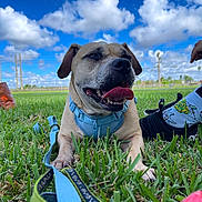 Layla is registered to the contest to win money with this photo: blue_sky, canine, closeup, clouds, dog, field, footwear, grass, happy, harness, leash, outdoor, paw, pet, playful, shoe, sock, summer, sunny, tongue_out